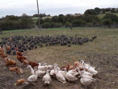 Nos volailles fermières